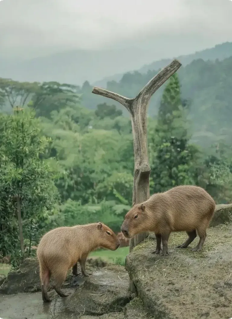 3 - capibara
